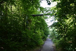 Durch den Wald verlaufen Reste einer Fernwärmeleitung. Hier eine Rohrbrücke.