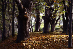 Herbst im Märchenwald